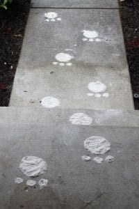 Create some bunny tracks for the kids to follow on Easter Morning. littlemissblog.com