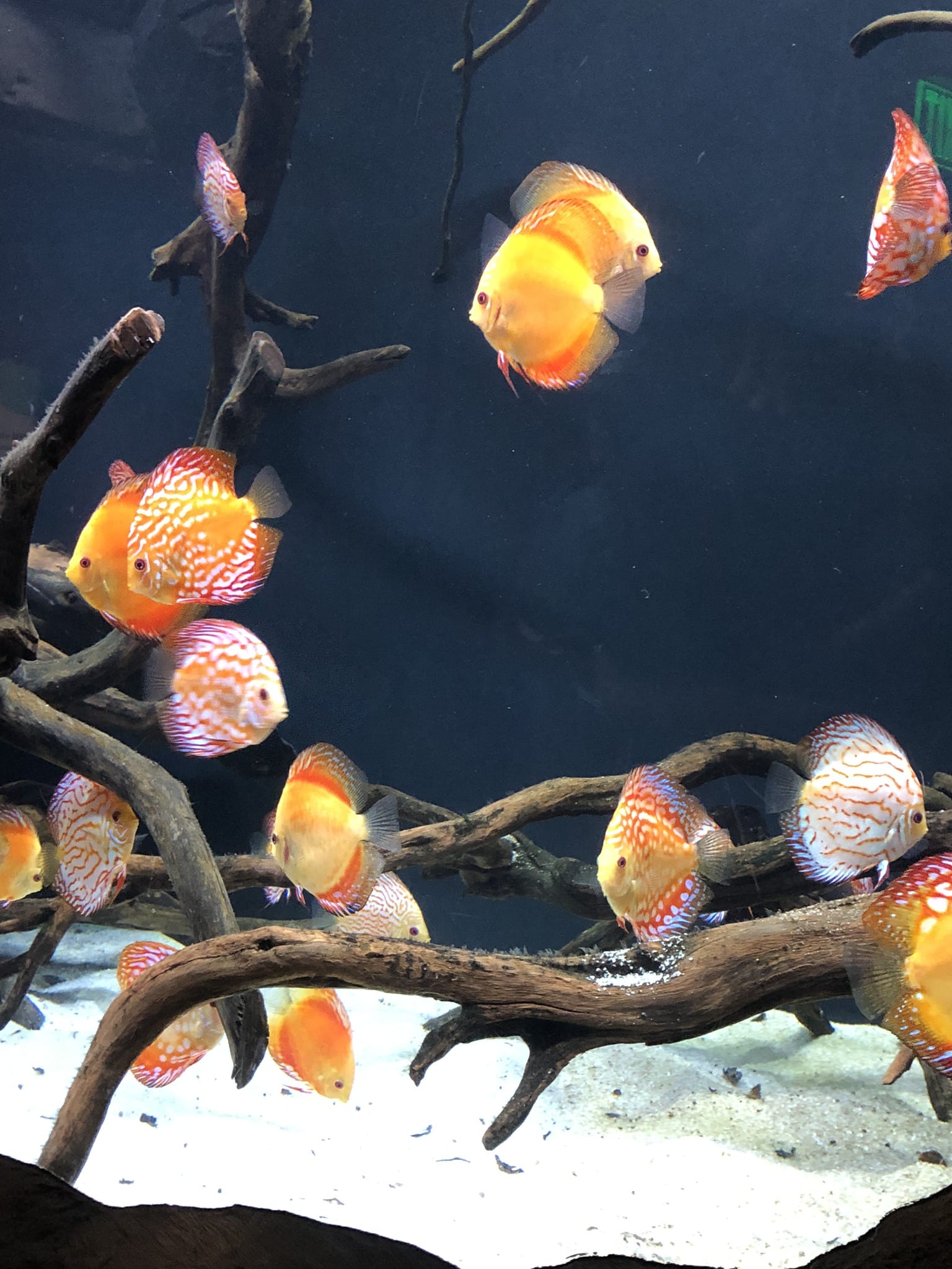 Aquarium Fish * Little Miss...