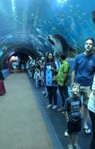 Ocean voyager Georgia aquarium 